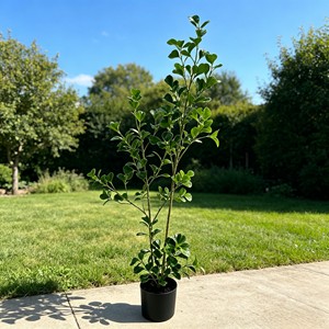 Artificial Ficus Bonsai Artificial Banyan <b>Tree</b> <b>Potted</b> Plant Heart-shaped leaves - Product Image 3