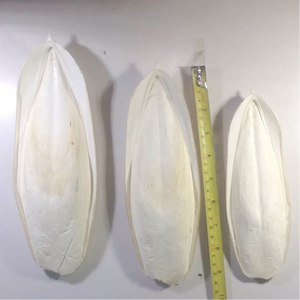 ผงกระดูกปลาหมึกขนาดใหญ่สำหรับนกคุณภาพพรีเมี่ยมปลาหมึกหักอุปกรณ์สำหรับนก GIA Nguyen เวียดนาม - Product Image 4