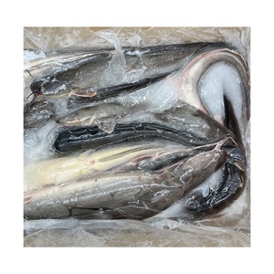 Promo Ikan Laut Segar Afrika IQF BQF 10kg Ukuran 500-1000g 1000-2000g Ikan Lele dengan Pengiriman Cepat dan Harga Kompetitif