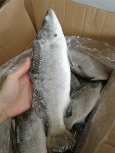 Barramundi Congelado Entero, Pescado Fresco Congelado en el Mar, Buena Calidad a Precio Económico - Product Image 1