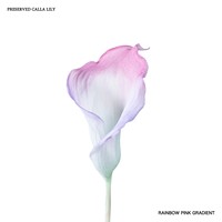 Bunga Calla Lily Awet Warna Putih Hijau Gradasi Real Touch Custom Tahan Air Tahan Lama Rangkaian Bunga Dekorasi Pernikahan Rumah