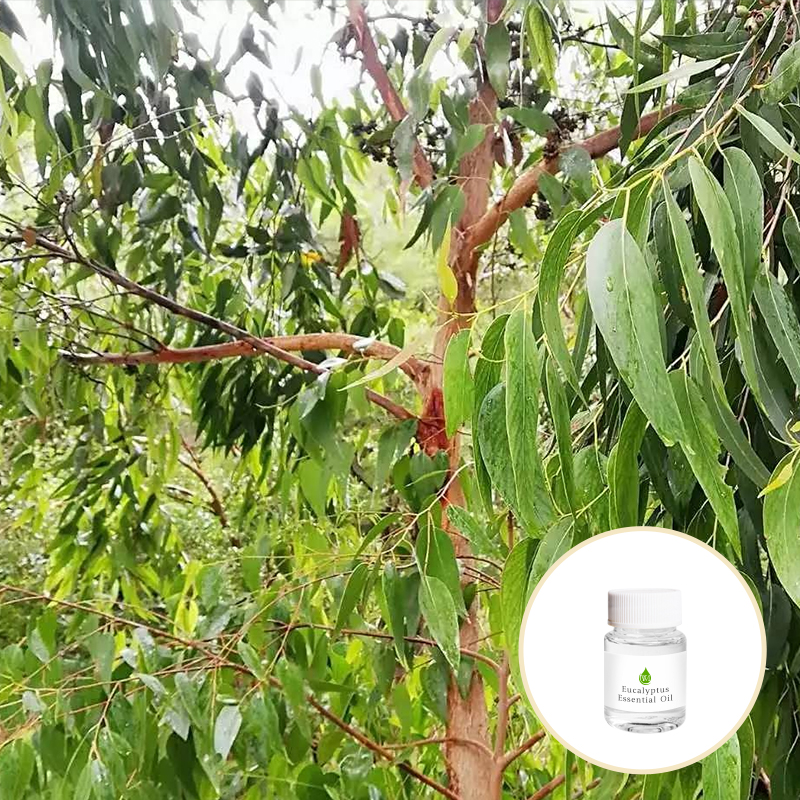 Cosmetic Grade Cupressus Sempervirens Essential Oil Natural