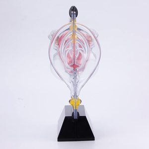 Modèle d'utérus en PVC transparent, modèle d'anatomie <span class=keywords><strong>utérine</strong></span> féminine, modèle pédagogique de la <span class=keywords><strong>cavité</strong></span> pelvienne et du rectum pour la formation médicale et l'enseignement. - Product Image 2