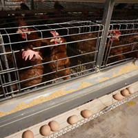 Nouveau un Type Cages à poulet de couche de batterie Système automatique d'équipement d'élevage de volaille d'oeufs en acier galvanisé