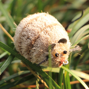 Señuelo de Pesca Suave Selco al por Mayor para Peces Depredadores, Señuelo de Lucio con Acción Flotante Realista - Product Image 3