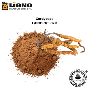 ซัพพลายเออร์ที่เชื่อถือได้จากมาเลเซีย Ophiocordyceps sinensis LiGNO OCS02 ไมซีเลียมแอคทีฟ เหมาะสำหรับผลิตภัณฑ์ดูแลผิวและเครื่องสำอาง - Product Image 2