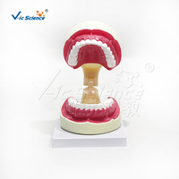 Modelo Dental de 32 Dientes con Aumento 5X, Apertura Bucal Ajustable y Cepillo para Prácticas de Limpieza Dental, CE ISO ROHS CNAS