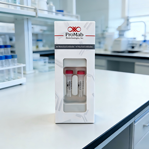 Monoclonal de Conejo a Cathepsin L/V/K/H - Product Image 3