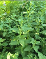 KAIYANGE vente en gros de cataire broyé NEPETA CATARIA LEAF TEA Nepeta cataria L. Fragments MAO BO HE Croissance de la tige de thé en feuilles naturelles