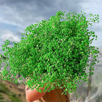 Offre Spéciale : Fleurs de Gypsophile Séchées et Préservées pour Décoration Intérieure et Extérieure, Mariages et Maison