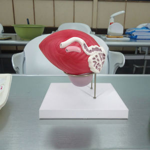 प्रोस्टेट के साथ पुरुष मूत्र मूत्राशय 2 भाग प्रजनन प्रणाली चिकित्सा प्रदर्शन मॉडल का शारीरिक मॉडल - Product Image 4