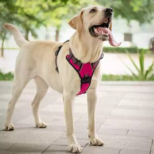 Individuelles Set mit Sicherheitsgurt, Faltnäpfen, Kotbeutelspender, Hundehalsband, Leine und Geschirr mit Messingbeschlägen für das Hundetraining - Product Image 4