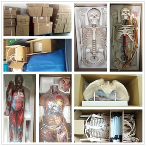 Modèle d'enseignement dentaire détachable en PVC de grande taille pour enfants, pour <span class=keywords><strong>la</strong></span> science médicale - Product Image 5