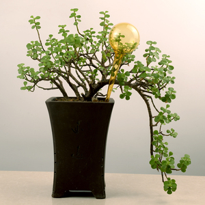 Outil de jardinage de 25 cm, arrosage automatique des fleurs, équipement d'<span class=keywords><strong>irrigation</strong></span> goutte à goutte en verre pour plantes en pot - Product Image 6