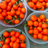 Mandarines fraîches 10 kg, couleur orange jaune, durée de conservation 1 an, provenance Jiangxi Chine