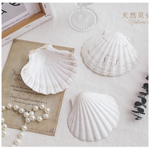 Nueva Decoración Náutica para el Hogar de Conchas Marinas Naturales Ecológicas con Acabado Glaseado de Primavera, Embalaje Personalizado, Criaturas Marinas de Vietnam - Product Image 2