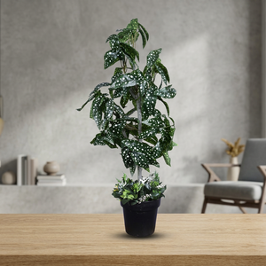 Planta Artificial de Begonia con Puntos de Colores - Product Image 4