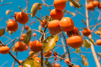 Verse Zoete Persimmon Japanse Kaki Premium Vers Fruit