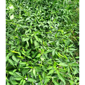 พริกสดแบบมืออาชีพทีมผักสดเครื่องดื่มอาหารผักสดบรรจุภัณฑ์ตามสั่งผู้ผลิตสินค้าเกษตรจากเวียดนาม - Product Image 3