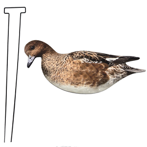 Señuelo de Caza con Diseño Realista de <span class=keywords><strong>Pato</strong></span>, Impresión UV, Corrugado, Personalizable con Flocado - Product Image 4