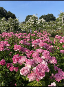 Huile essentielle de rose pure 1 kg, adaptée aux diffuseurs d'aromathérapie, parfum floral naturel - Product Image 4