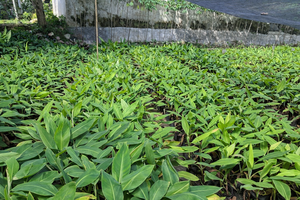 ต้นกล้ากล้วยเพาะเลี้ยงแบบพิเศษ: ราจา บูลู คูนิง (กล้วยราชา) พันธุ์ให้ผลผลิตสูง ปราศจากโรค - Product Image 2