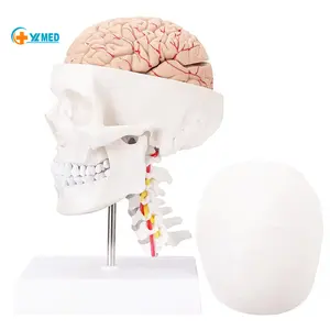 医学课上人头脑模型解剖模型和颈椎人体大小解剖模型