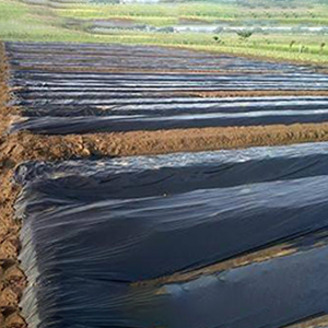 De alta calidad de plástico negro barato mantillo película agricultura Mulching de película de plástico - Product Image 1