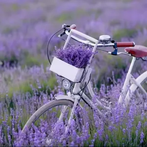 lila lavender fahrrad frühling landschaft bilder poster wand blume dekorative gemälde für wandkunst