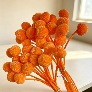 Fleurs séchées Billy Button, Craspedia boule dorée préservée pour arrangements <span class=keywords><strong>de</strong></span> fleurs séchées - Product Image 6