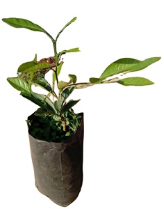 Sacchetti per la scuola materna in plastica sacchetto per la semina dell'alberello della pianta sacchetti per la coltivazione - Product Image 5