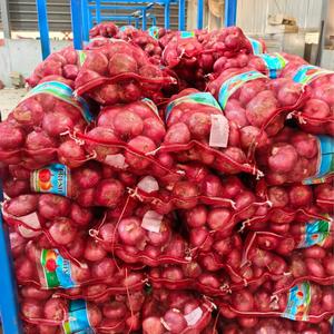 Cebollas Rojas de Alta Calidad, las <span class=keywords><strong>Mejores</strong></span> Verduras Frescas, Peladas y Exportadas, Cebollas Rojas Higiénicas y Frescas - Product Image 1