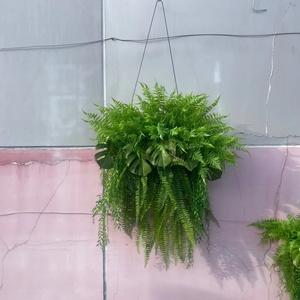 Certificata artificiale appesa <span class=keywords><strong>felci</strong></span> e viti resistente all'aperto erba finta plastica edera pianta appesa certificata resistente - Product Image 1