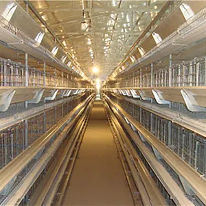 ระบบกรงแบบ H อัตโนมัติสำหรับกรงไก่ไข่สัตว์ปีกกรงไก่อุปกรณ์ในฟาร์มสัตว์ปีก