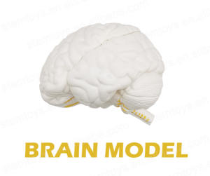 Ukuran alami 3-bagian Model anatomi otak manusia batang struktur otak Set alat pendidikan untuk mainan Teknik Sains - Product Image 3