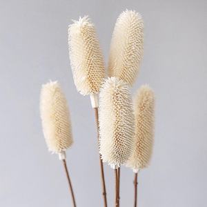 Pinceau Boho en forme de bouteille naturelle, motifs de fleurs séchées, pour un Arrangement Floral, tête de <span class=keywords><strong>plante</strong></span> préservée, Branches de Banksia Dipsacus - Product Image 2