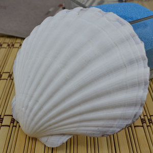 도매 대형 가리비 조개 껍데기, 해양풍 벽 장식 그림 공예 장식품용 천연 및 광택 소라 - Product Image 3