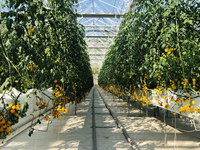Système hydroponique en serre agricole pour concombre/laitue/cerise/tomate/fleur/herbe/plante médicale en croissance