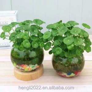 Planta Hidropónica de Hierba del Dinero de Cobre, Planta Hidropónica de Hierba del Dinero Dorada para Interiores, en Maceta, para Mesa de Salón, Fácil de Cultivar - Product Image 4