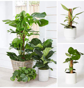 เสามอสสำหรับปีนไม้กระถางทำจากใยปอมะพร้าวสำหรับสวน - Product Image 6