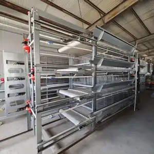 Fourniture d'un système de cages à poulets de type H entièrement automatique pour pondeuses de poules pondeuses