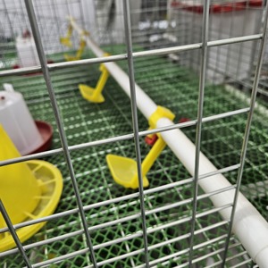 กรงเลี้ยงลูกไก่ 4 ชั้น แบบจุ่มสังกะสีร้อน ผลิตในจีน พร้อมระบบน้ำดื่มอัตโนมัติ - Product Image 5