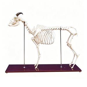 Modelo de <span class=keywords><strong>Esqueleto</strong></span> de <span class=keywords><strong>Cabra</strong></span> Anatómico de Tamaño Real, Especímen de Hueso de Cordero Realista para Educación Veterinaria y Ayuda en Anatomía para Acupuntura Médica - Product Image 3