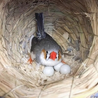 Œufs de pigeon en plastique solide, outils d'aviculture, œufs à couver, décoration DIY pour la maison, fournitures pour oiseaux, œufs de Pâques artificiels