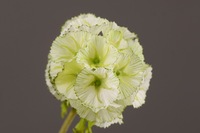 H-591 sutra buatan kualitas tinggi putih Scabiosa biji bunga Pod tanaman desain baru dekorasi pernikahan rumah untuk Hari Valentine