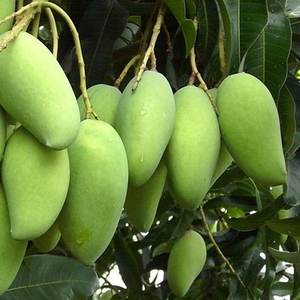 8-16 kafaları endüstriyel Papya Pawpaw <span class=keywords><strong>Mango</strong></span> soyucu makinesi ile gıda sınıfı konveyör kemer - Product Image 4