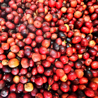 Café Robusta Torréfié du Vietnam – Meilleure Vente, Café du Matin pour une Bonne Santé, Certifié HACCP, Fournisseur Direct Usine