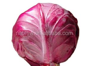 Zat Tambahan Makanan Anti-oksidan Ekstrak Kubis Ungu Organik Bubuk Anthocyanidins Kubis Merah - Product Image 4