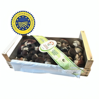 Champignons Borgotaro Porcini Pgi frais authentiques de haute qualité 3Kg