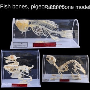 J43106 Kaninchen-und Fischs kelett proben 43109 Pigeon Skeleton Middle School Biologie-Lehr instrument aus Kunststoff - Product Image 5